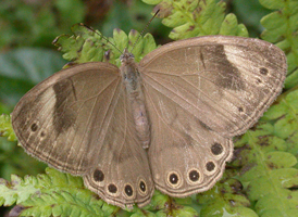 Appalachian Brown